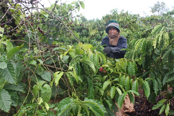 Nông dân xã Đắk Phơi, huyện Lắk thu hoạch  cà phê. 