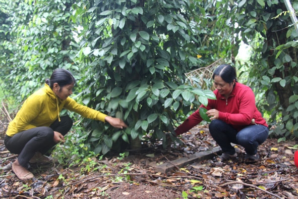  Cán bộ khuyến nông huyện kiểm tra mô hình tưới nước tiết kiệm tại gia đình bà Triệu Thị Phương xã Đắk Phơi.