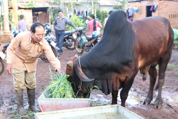Ông Trương Văn Mừng chăm sóc con bò lai giống vừa mua. 