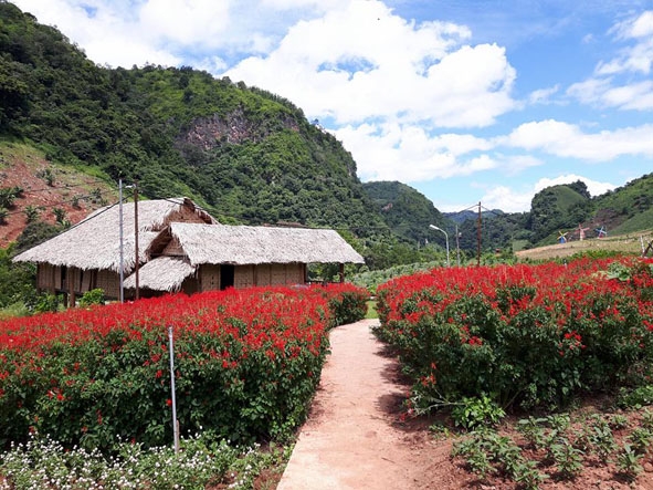 Vẻ đẹp của thung lũng Happy Land Mộc Châu.  