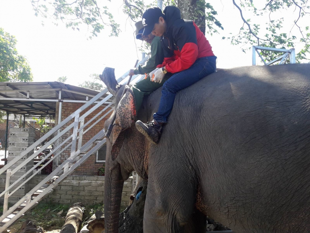 Nhân viên Trung tâm Bảo tồn Voi đang gắn chíp cho một con voi nhà () 