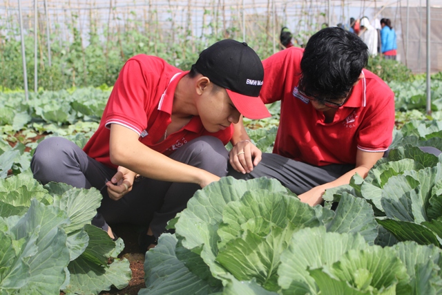 Học sinh Trường Tiểu học, THCS & THPT Victory đang bắt sâu cho rau. 