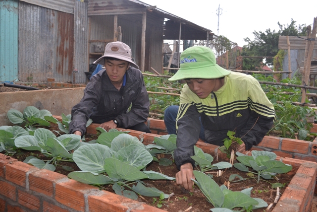 Các em sống tại nhà lưu trú chăm sóc vườn rau. 