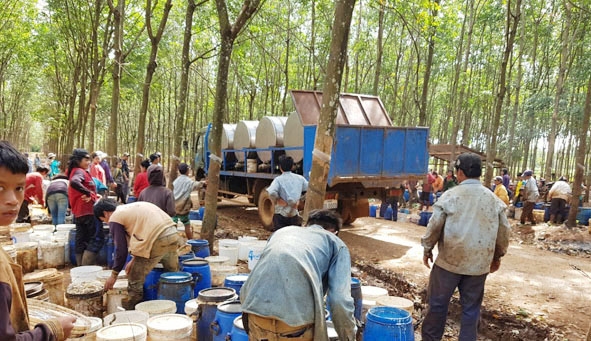 Khai thác mủ cao su tại Công ty TNHH Cao su Đắk Lắk tại Lào. 