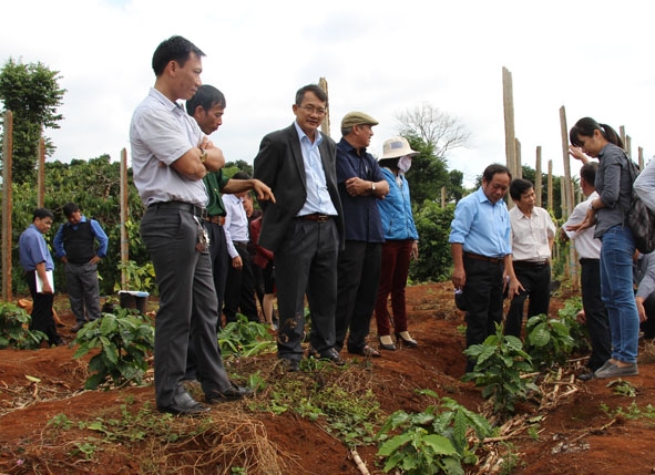 Người dân tham quan mô hình trình diễn tái canh cà phê do Dự án VnSAT hỗ trợ. 