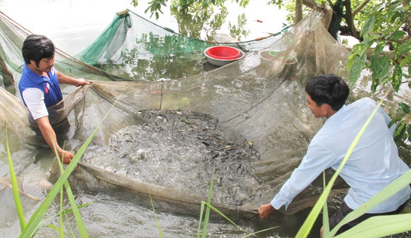 Mô hình chuỗi liên kết sản xuất và tiêu thụ giống thủy sản ở xã Ea Kao, TP. Buôn Ma Thuột.  