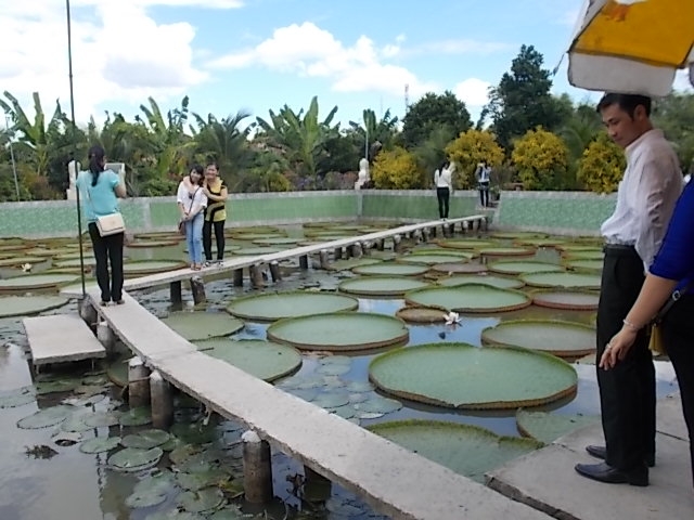 Ao sen nia ở  chùa Phước Kiển. 