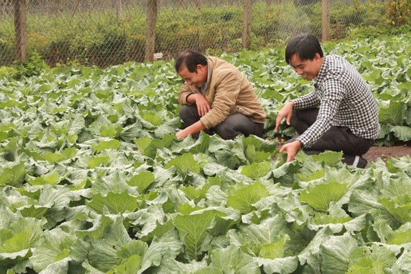 Hợp tác xã Tường Minh đang nỗ lực phát triển rau bắp sú thành một trong những sản phẩm chủ lực.    