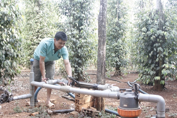 Mô hình tưới nước tiết kiệm trong vườn tiêu của hộ ông Đinh Văn Huynh ở buôn Ea B’Hôk, xã Ea B’Hốk. 