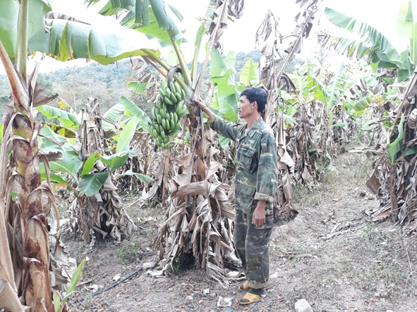 Vì mắc  bệnh nấm nên vườn chuối  của gia đình ông Nguyễn Trung Thành ở buôn Ea Mar (xã Krông Na, huyện  Buôn Đôn) buồng ngắn, trái chuối nhỏ. 