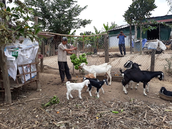 Chuối loại quá nhiều nên ông Đỗ Quốc Dũng ở thôn Ea Mar (xã Krông Na, huyện Buôn Đôn) mang cho dê ăn.