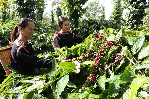 Vườn cà phê sản xuất theo hướng hữu cơ ở buôn Ea Kmat.  