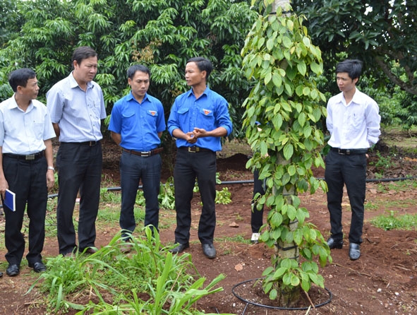 Cán bộ Đoàn tham quan mô hình tưới tiết kiệm nước của gia đình anh Nguyễn Đức Phước (thứ 2 từ phải sang) ở xã Ea Tân, huyện Krông Năng.