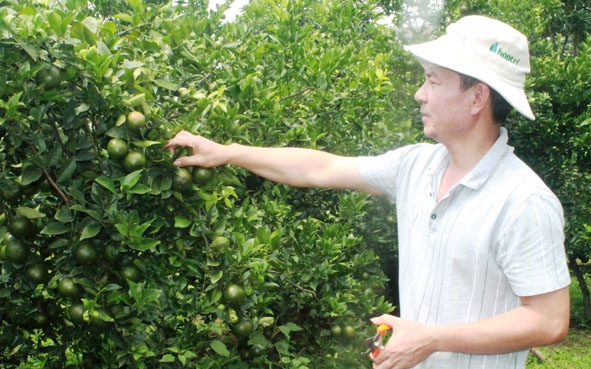 Vườn cam quýt trồng theo tiêu chuẩn VietGAP của gia đình anh Lê Huy Long (xã Ea Nuôl, huyện Buôn Đôn).  