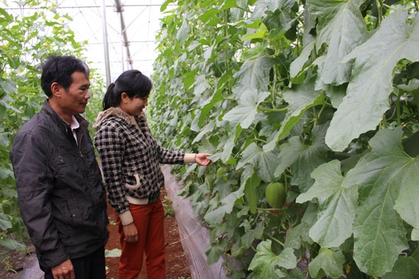 Vườn dưa lưới của chị Vũ Thị Dung chuẩn bị cho thu hoạch.   
