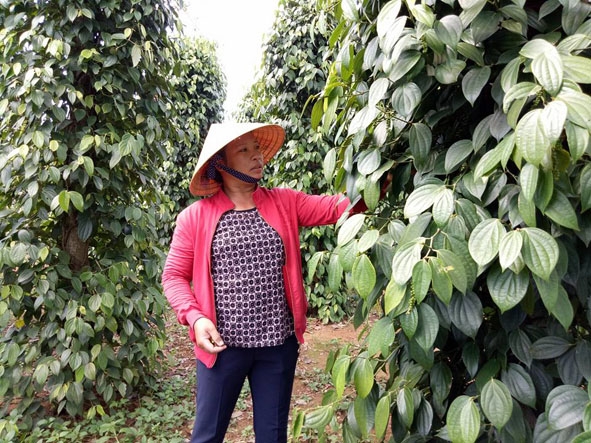 Vườn tiêu được xây dựng từ nguồn vốn hỗ trợ nông dân của gia đình chị  Hoàng Thị Thương (thôn 1, xã Ea Lai).  