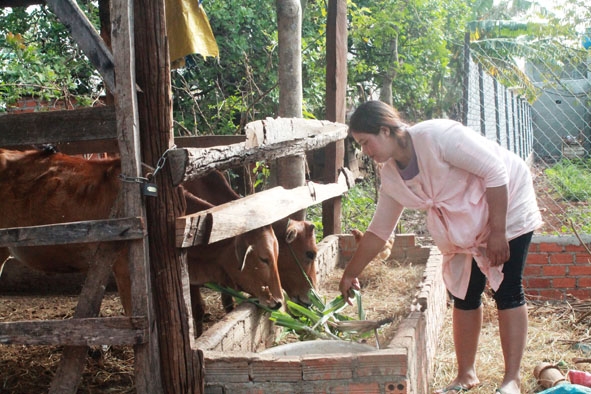 Chị H’Sinh Êban (buôn Ky, phường Thành Nhất) chăm sóc bò để phát triển kinh tế gia đình.