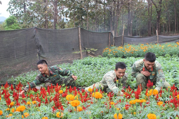 Các chiến sĩ Đại đội 7 (Tiểu đoàn 303) chăm sóc vườn hoa Tết.  
