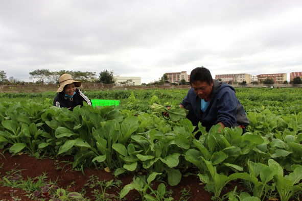 Thu hoạch rau tại trang trại Go Organic. 