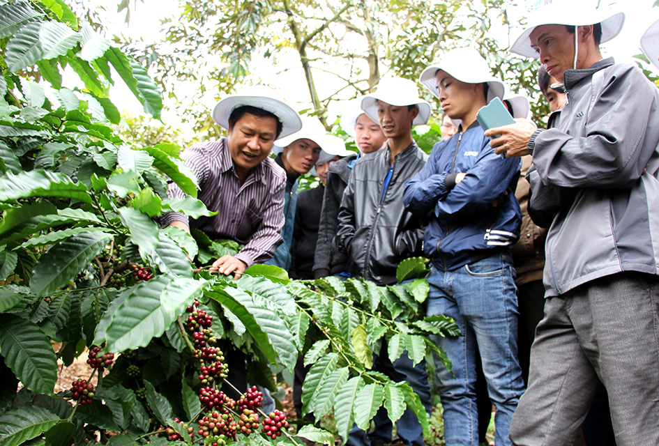 Nông dân huyện Krông Năng tham quan mô hình sản xuất cà phê bền vững ở xã Ea Tân. 
