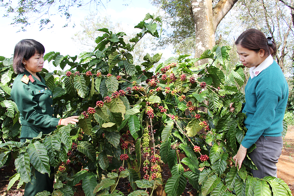 Vườn cà phê mang Chỉ dẫn địa lý Cà phê Buôn Ma Thuột tại huyện Cư M’gar.