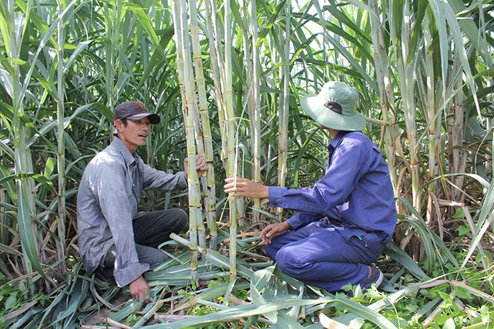 Cán bộ kỹ thuật Công ty Cổ phần Mía đường Đắk Lắk kiểm tra tiến độ phát triển của cây mía. 