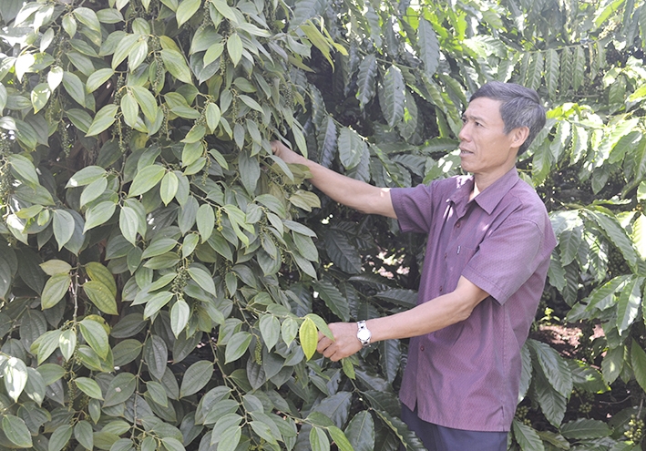 Mô hình trồng tiêu xen cà phê của gia đình ông Phong.