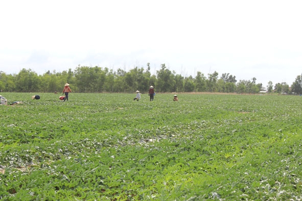 Cánh đồng dưa hấu trên địa bàn xã Ia R’vê xanh tốt nhờ nước tưới từ các công trình thủy lợi  của Đoàn Kinh tế quốc phòng 737.