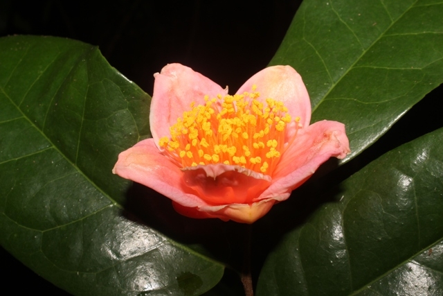 Hoa Hồng trà.
