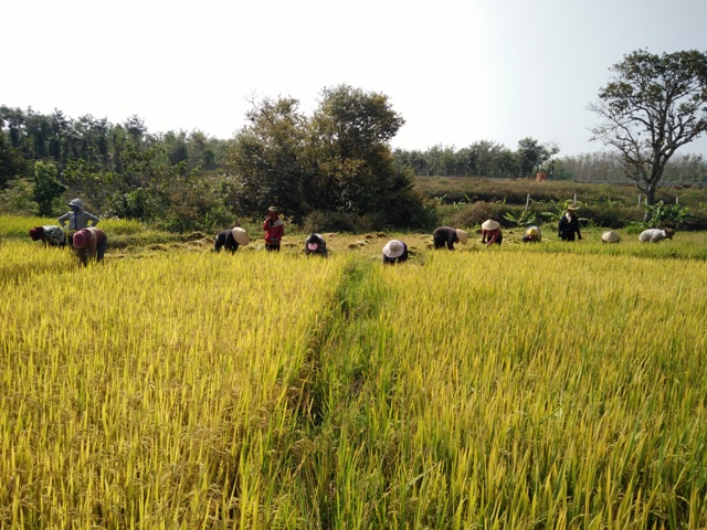 Ruộng nhỏ hoặc ruộng bậc thang dốc đứng, máy gặt đập liên hoàn không đến được như ở ruộng buôn Bling, buôn Húk (xã Cư M’gar), ruộng bậc thang nên bà con vẫn gặt theo cách thủ công.