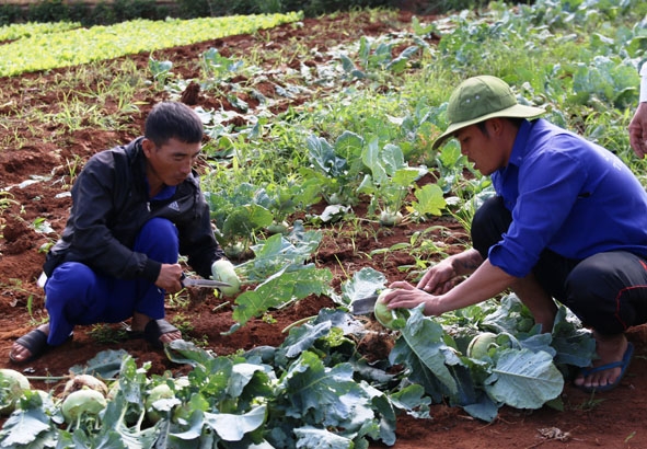 Học viên tại Cơ sở điều trị, cai nghiện ma túy tỉnh tham gia lao động, sản xuất. 