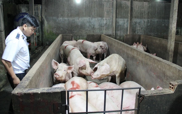 Đoàn kiểm tra của Chi cục Chăn nuôi và Thú y đến kiểm tra Cơ sở giết mổ gia súc tập trung Luận Việt, (xã Cuôr Đăng,huyện Cư M’gar).
