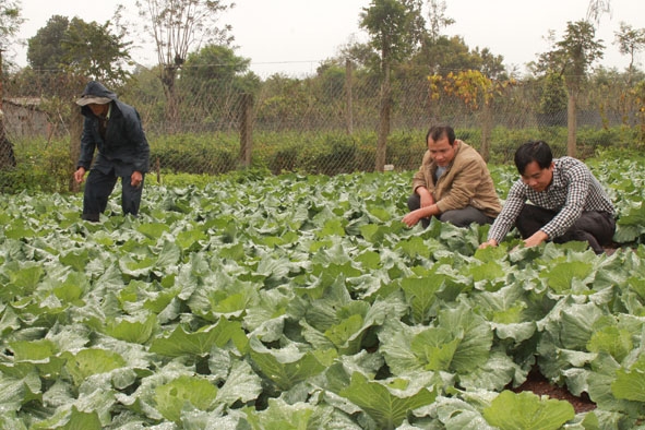 Hợp tác xã Tường Minh ở thôn Phước Trạch 2, xã Ea Phê, huyện Krông Pắc chọn sản xuất, cung ứng rau an toàn là hướng đi trong khởi nghiệp.