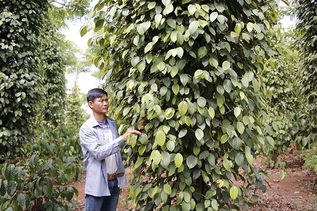 Anh Lưu Văn Dũng (ở thôn Quỳnh Ngọc 2, xã Ea Na, huyện Krông Ana) giới thiệu về mô hình trang trại tổng hợp.  