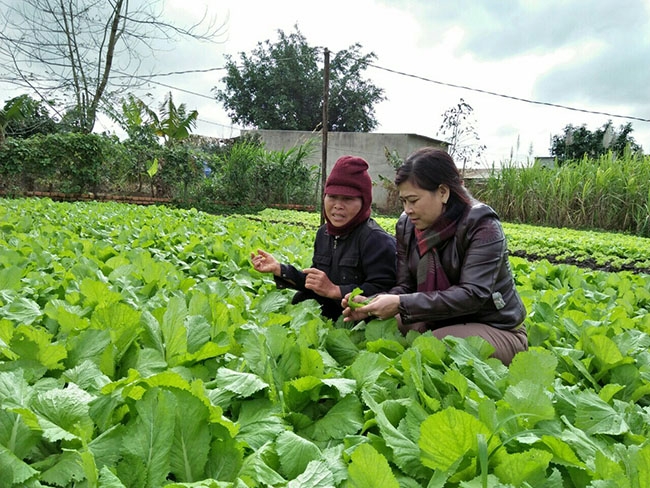 Bà Hoàng Thị Hằng, Chủ tịch Hội LHPN xã Cư Suê (phải)  đến thăm mô hình trồng rau sạch  của chị  Hồ Thị Liên. 