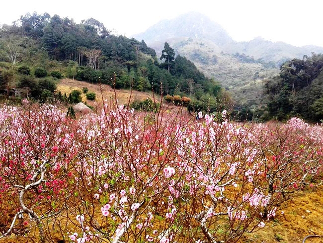 Hoa đào bung nở giữa tiết xuân.  