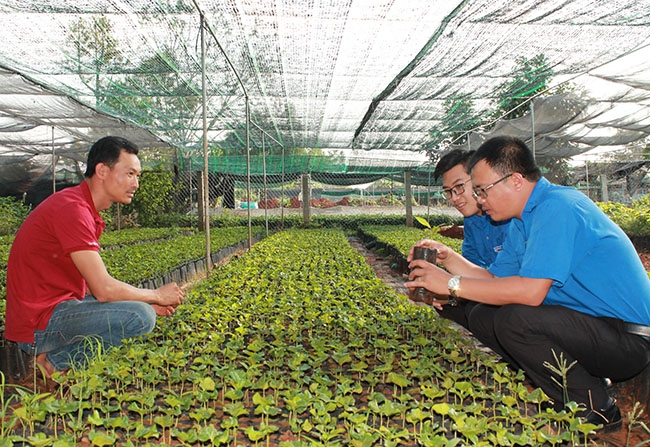 Cán bộ Đoàn tham quan, tìm hiểu mô hình khởi nghiệp từ vườn ươm cây giống của Hợp tác xã Giống cây trồng Thanh niên Hòa Thắng. 