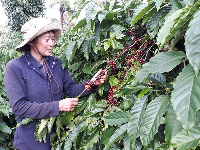 Nông dân xã Ea Kao, TP. Buôn Ma Thuột thu hoạch cà phê. 