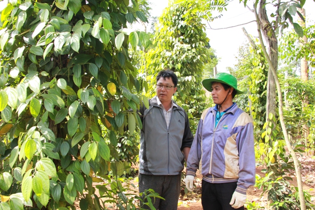 Cán bộ nông nghiệp xã vào tận nơi hướng dẫn cách chăm sóc vườn tiêu cho ông Y Thép Bkrông (bìa phải). 