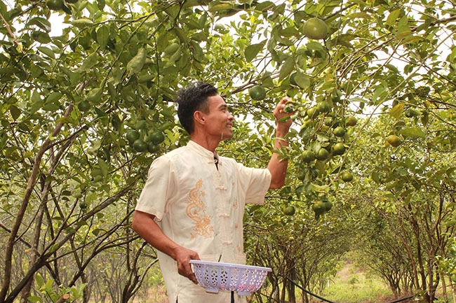 Anh Bùi Thanh Hồng thu hoạch quýt  của gia đình.