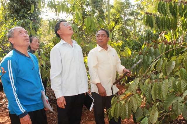 Chi bộ buôn Ju, xã Ea Tu thăm mô hình kinh tế của đảng viên. 