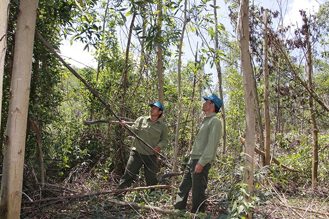 Công nhân Công ty TNHH MTV Lâm nghiệp M’Đrắk đang chăm sóc rừng trồng.
