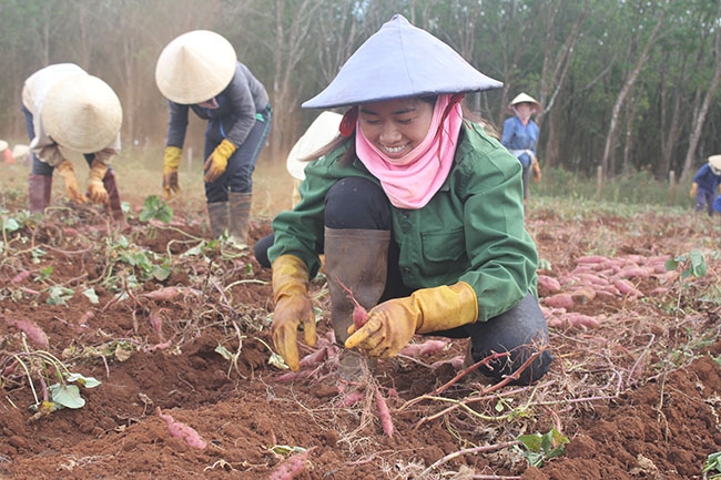 Công việc hằng ngày của những người thu hoạch khoai lang thuê.  