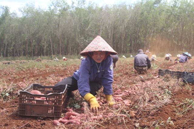 Chị Phúc là trưởng nhóm quản lý đội thu hoạch khoai lang thuê.