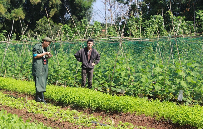 Một vườn rau sản xuất theo hướng hữu cơ ở TP. Buôn Ma Thuột.