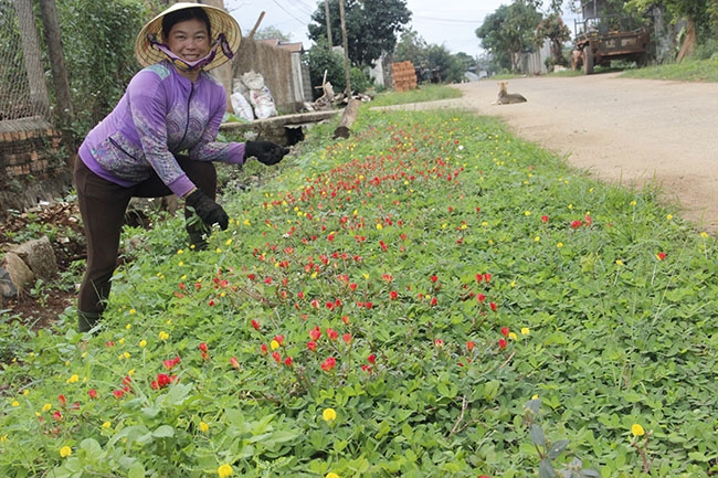 Phụ nữ xã Ea Mnang đang chăm sóc đoạn đường hoa.