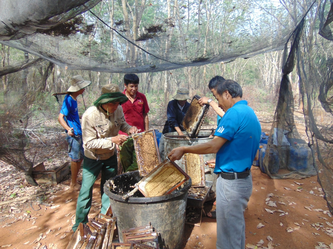    Thu hoạch mật ong tại huyện Cư M’gar. 
