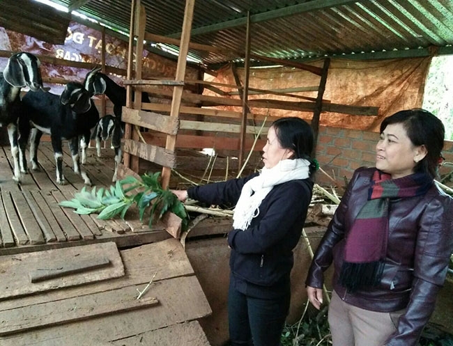 Được vay 10 triệu đồng từ chương trình “Hỗ trợ phụ nữ khởi nghiệp, khởi sự”, chị Hồ Thị Oanh (trái) ở thôn 1, xã Cư Suê đầu tư nuôi dê sạch.