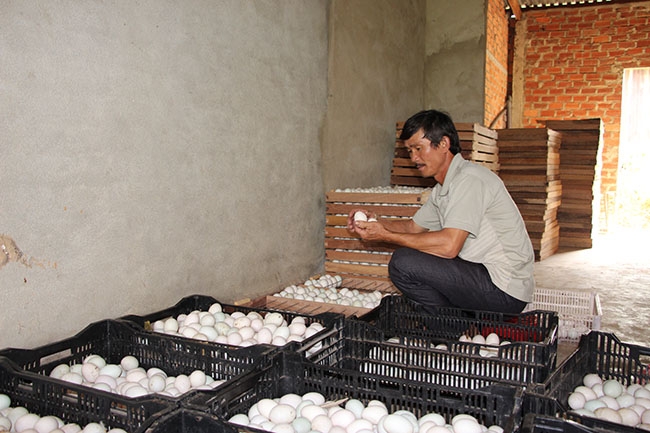 Ông Nguyễn Văn Mai kiểm tra chất lượng trứng trước khi xuất bán.