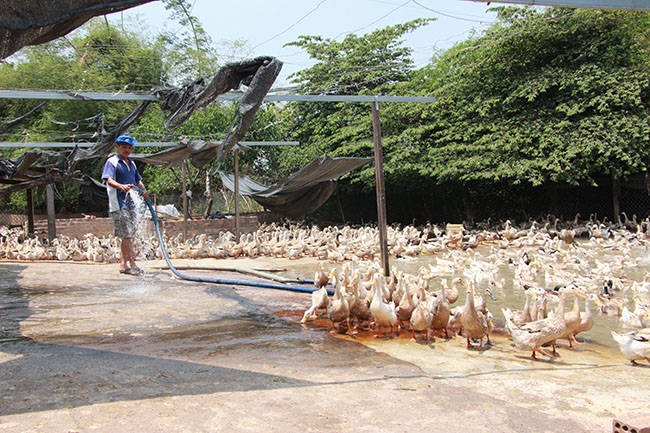 Trang trại nuôi vịt của ông Cao Huy Quát.